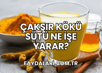 Çakşır Kökü Sütü Ne İşe Yarar?