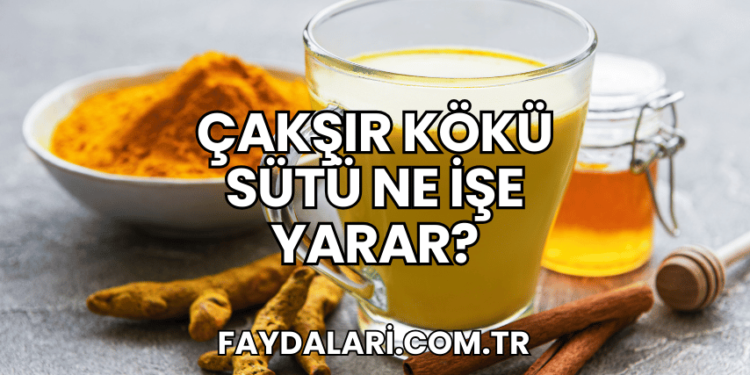 Çakşır Kökü Sütü Ne İşe Yarar?