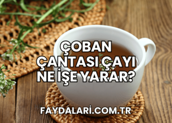 Çoban Çantası Çayı Ne İşe Yarar?