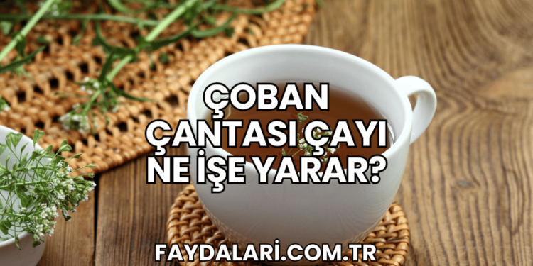 Çoban Çantası Çayı Ne İşe Yarar?