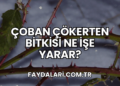 Çoban Çökerten Bitkisi Ne İşe Yarar?