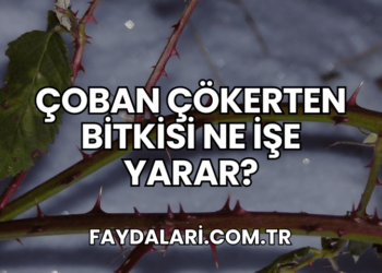 Çoban Çökerten Bitkisi Ne İşe Yarar?