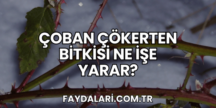 Çoban Çökerten Bitkisi Ne İşe Yarar?