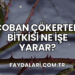 Çoban Çökerten Bitkisi Ne İşe Yarar?