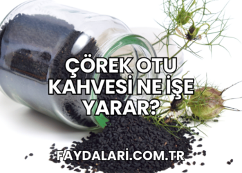 Çörek Otu Kahvesi Ne İşe Yarar?