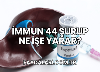 İmmun 44 Şurup Ne İşe Yarar?