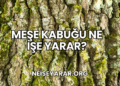Meşe Kabuğu Ne İşe Yarar