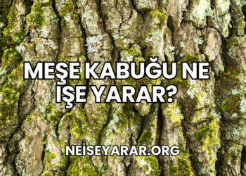 Meşe Kabuğu Ne İşe Yarar