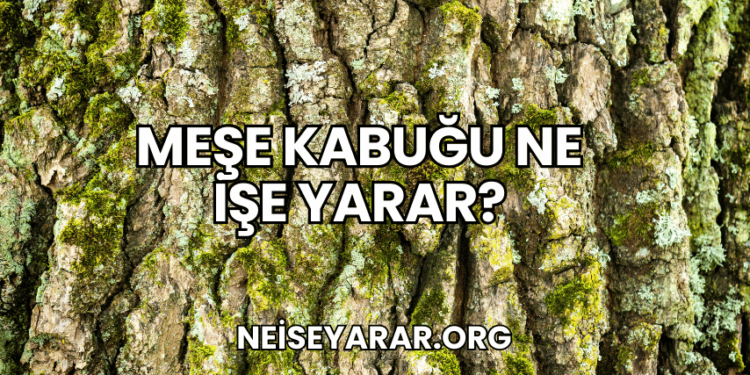 Meşe Kabuğu Ne İşe Yarar