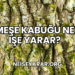 Meşe Kabuğu Ne İşe Yarar