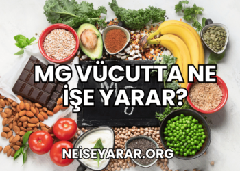 Mg Vücutta Ne İşe Yarar