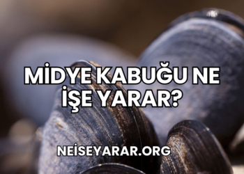 Midye Kabuğu Ne İşe Yarar?