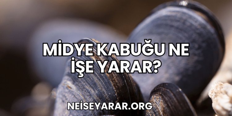 Midye Kabuğu Ne İşe Yarar?