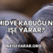 Midye Kabuğu Ne İşe Yarar?