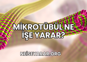 Mikrotübül Ne İşe Yarar?