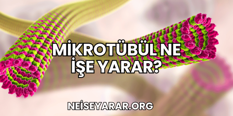 Mikrotübül Ne İşe Yarar?