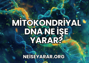 Mitokondriyal DNA Ne İşe Yarar