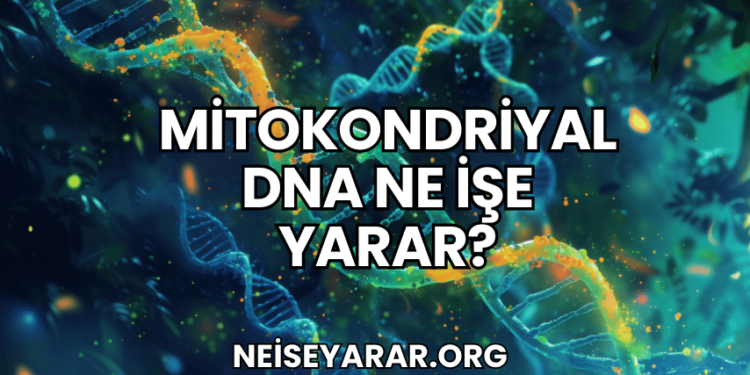 Mitokondriyal DNA Ne İşe Yarar