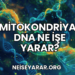 Mitokondriyal DNA Ne İşe Yarar