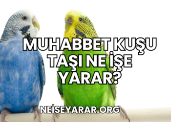 Muhabbet Kuşu Taşı Ne İşe Yarar?