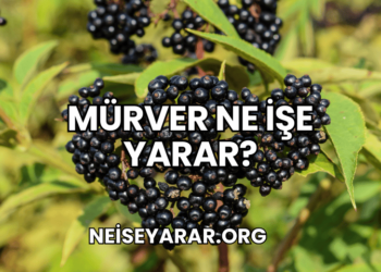 Mürver Ne İşe Yarar?