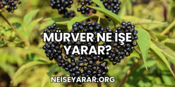 Mürver Ne İşe Yarar?