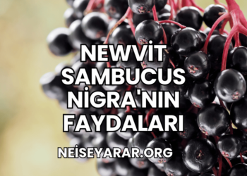 Newvit Sambucus Nigra'nın Faydaları