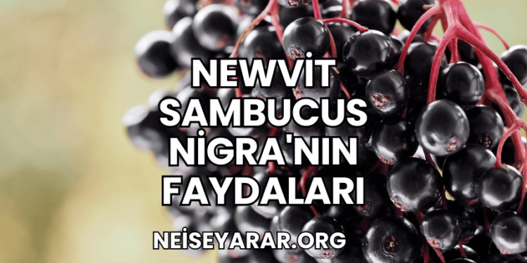 Newvit Sambucus Nigra'nın Faydaları