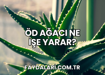 Öd Ağacı Ne İşe Yarar?