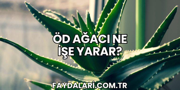 Öd Ağacı Ne İşe Yarar?