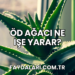 Öd Ağacı Ne İşe Yarar?
