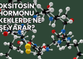 Oksitosin Hormonu Erkeklerde Ne İşe Yarar?
