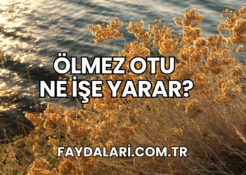 Ölmez Otu Ne İşe Yarar?