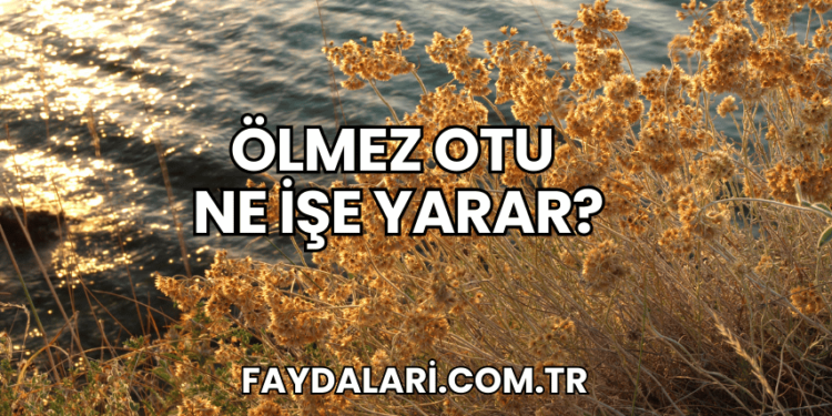 Ölmez Otu Ne İşe Yarar?