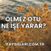 Ölmez Otu Ne İşe Yarar?