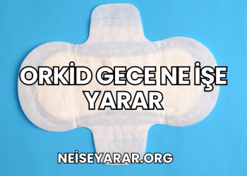 Orkid Gece Ne İşe Yarar