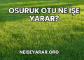 Osuruk Otu Ne İşe Yarar?