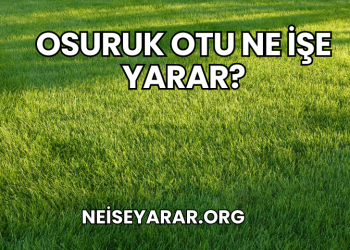 Osuruk Otu Ne İşe Yarar?