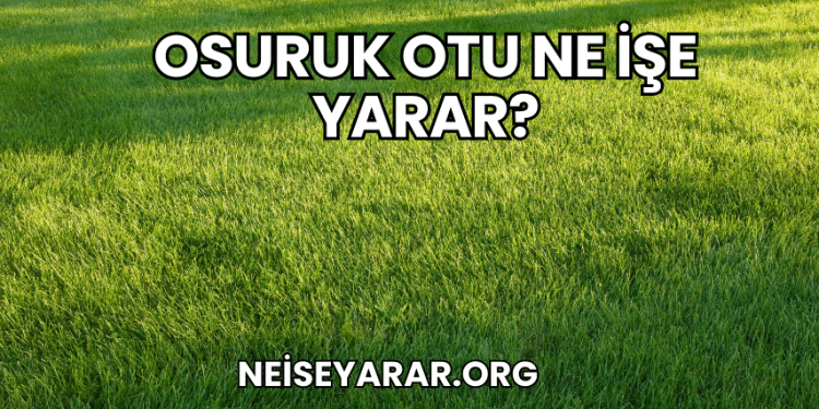 Osuruk Otu Ne İşe Yarar?