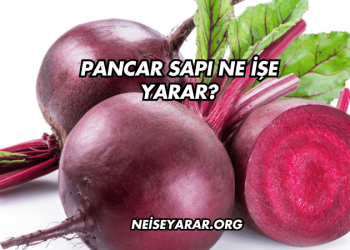Pancar Sapı Ne İşe Yarar?