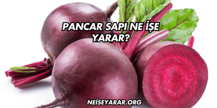 Pancar Sapı Ne İşe Yarar?