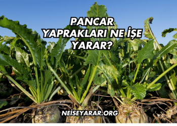 Pancar Yaprakları Ne İşe Yarar?