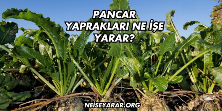 Pancar Yaprakları Ne İşe Yarar?