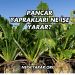 Pancar Yaprakları Ne İşe Yarar?