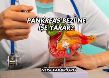 Pankreas Bezi Ne İşe Yarar?