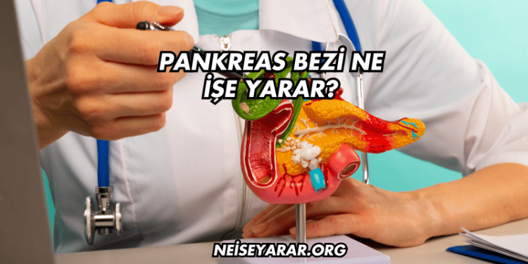 Pankreas Bezi Ne İşe Yarar?