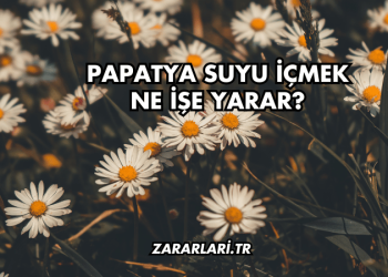 Papatya Suyu İçmek Ne İşe Yarar?