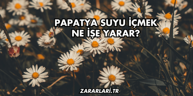 Papatya Suyu İçmek Ne İşe Yarar?