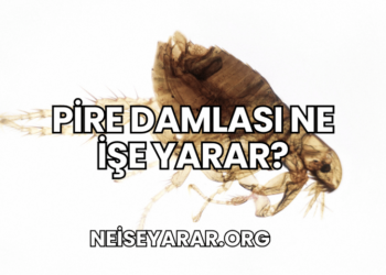 Pire Damlası Ne İşe Yarar?