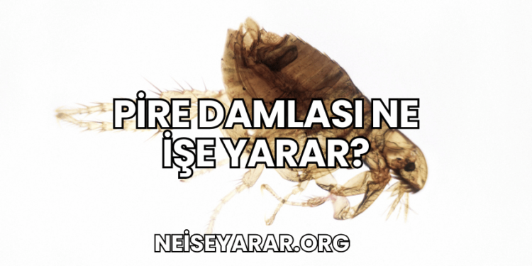 Pire Damlası Ne İşe Yarar?